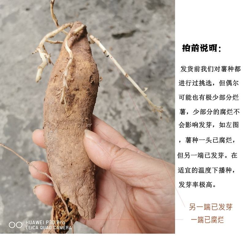 福薯央子专门吃地瓜叶品种菜用苗叶用甘薯种