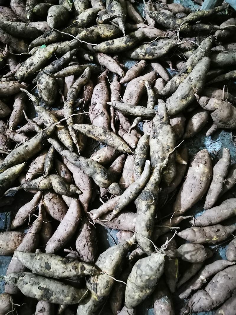 福薯央子专门吃地瓜叶品种菜用苗叶用甘薯种