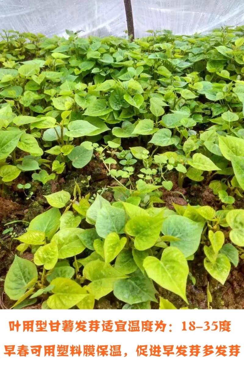 福薯央子专门吃地瓜叶品种菜用苗叶用甘薯种