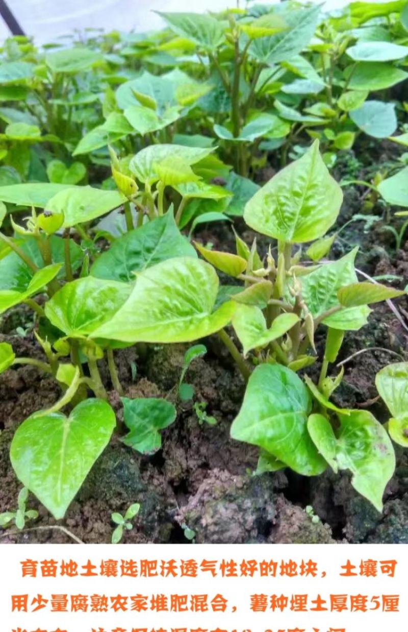 福薯央子专门吃地瓜叶品种菜用苗叶用甘薯种