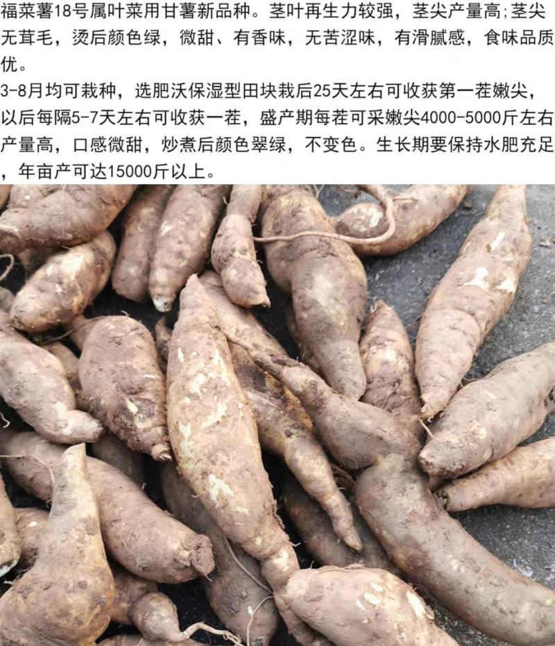 福薯央子专门吃地瓜叶品种菜用苗叶用甘薯种