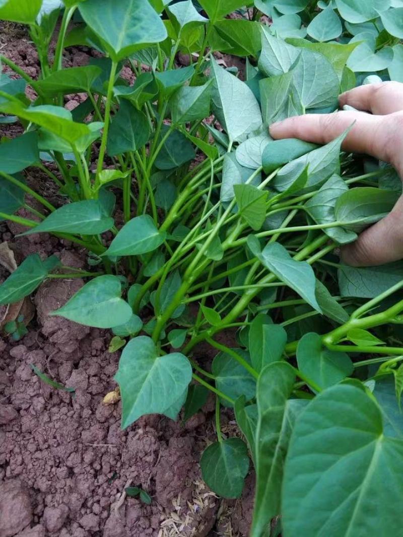 福薯央子专门吃地瓜叶品种菜用苗叶用甘薯种