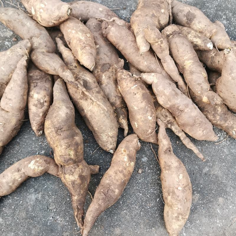 福薯央子专门吃地瓜叶品种菜用苗叶用甘薯种