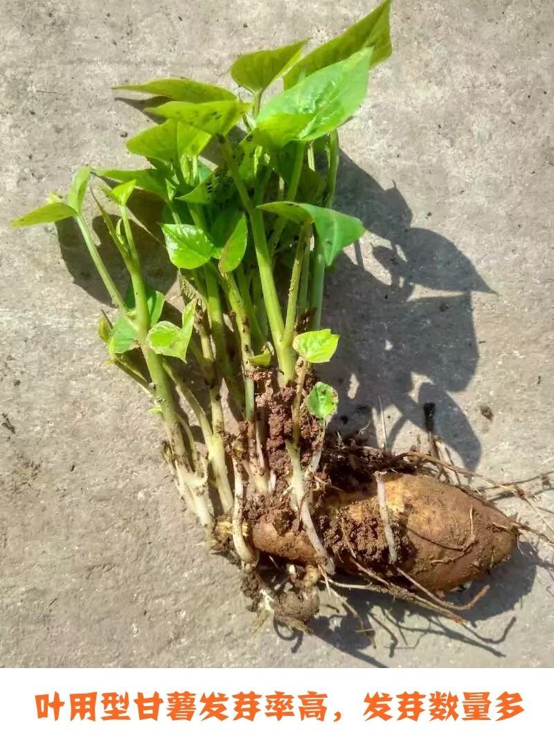 福薯央子专门吃地瓜叶品种菜用苗叶用甘薯种