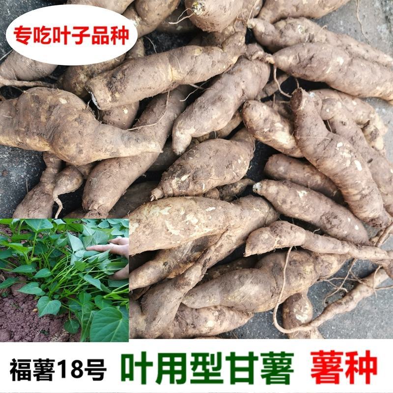 福薯央子专门吃地瓜叶品种菜用苗叶用甘薯种