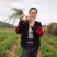 百部苗，天冬，百部，天冬苗，