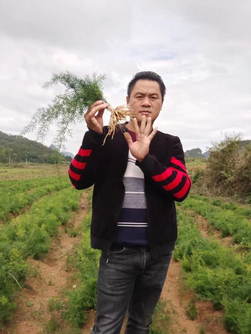 百部苗，天冬，百部，天冬苗，
