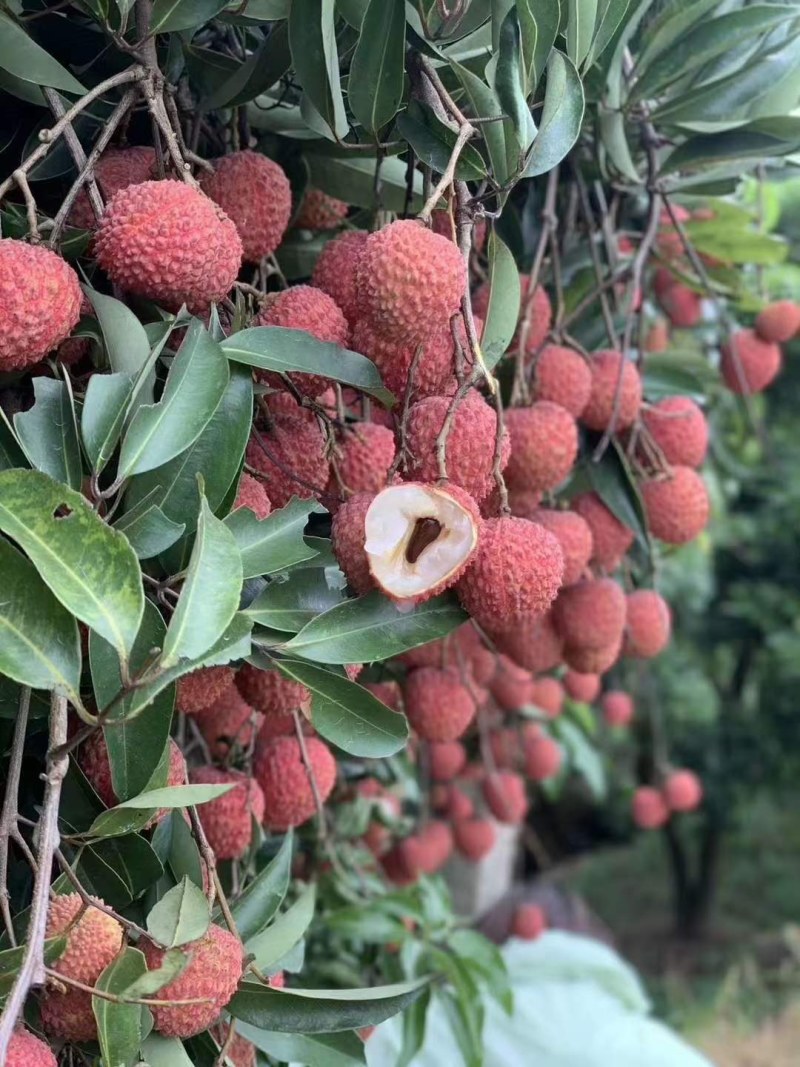 阳春桂味荔枝很好成熟