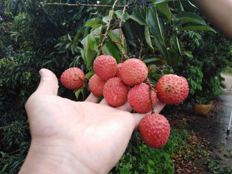 阳春桂味荔枝很好成熟