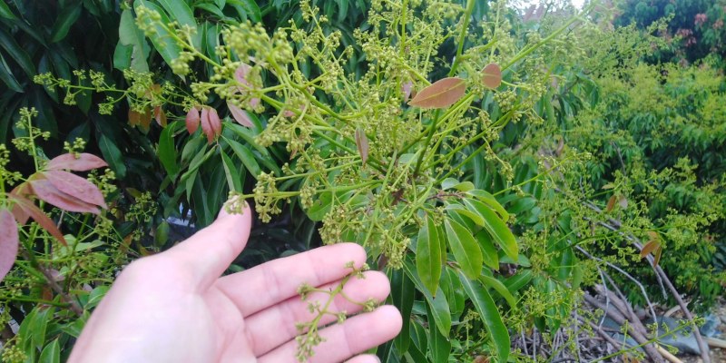 阳春桂味荔枝很好成熟