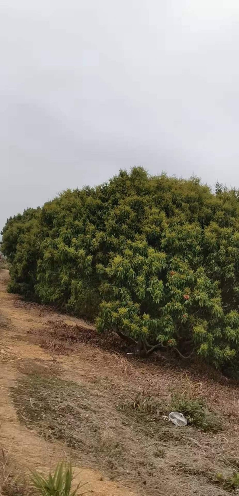 阳春桂味荔枝很好成熟
