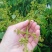 阳春桂味荔枝很好成熟