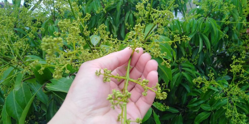 阳春桂味荔枝很好成熟