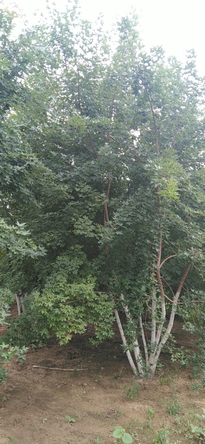顺平丛生元宝枫基地量大4-8米