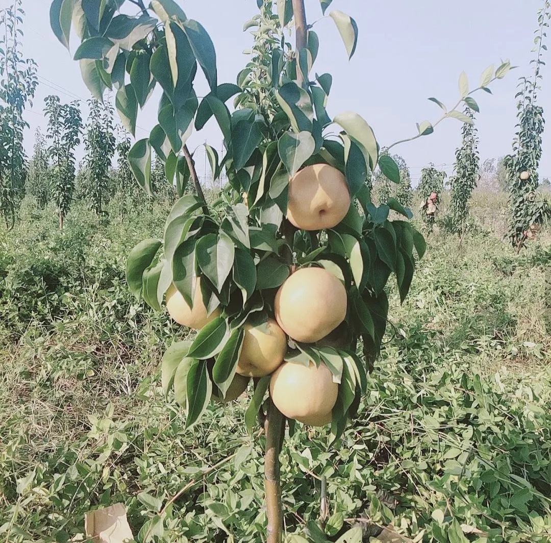 秋月梨与黄金梨主要产地分布图