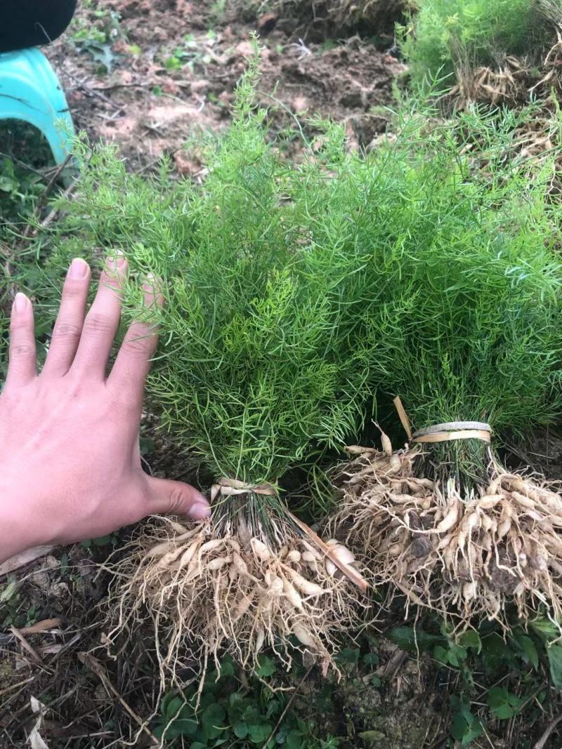 天冬苗，高丰产，保证品质，提供种植技术，包回收！