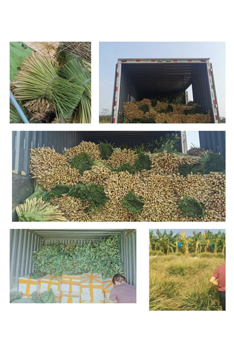 香茅草，够粗够绿A级货，价格实惠东南亚料理食材可看货