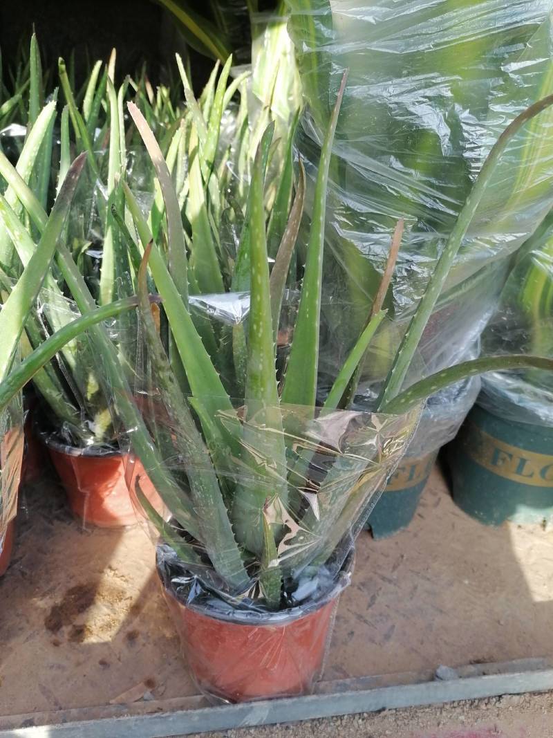 芦荟（库拉索，不不夜城）美容养颜佳品，好管理耐运输