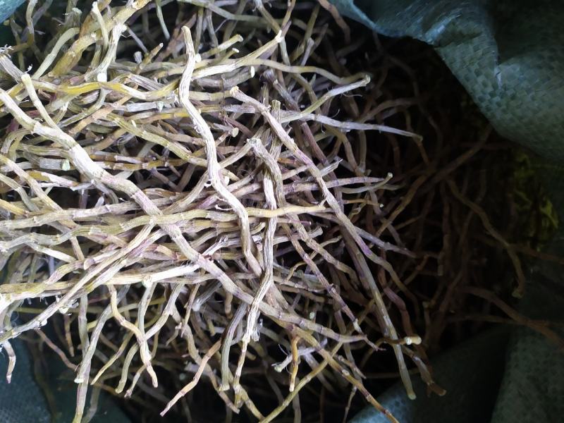 浙江品种铁皮石斛干条，芽条，新货，全化渣，基地直发