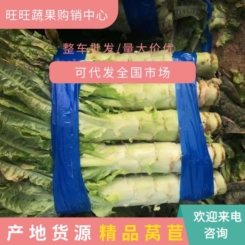 东台莴笋红叶香莴苣欢迎广大客户咨询订购