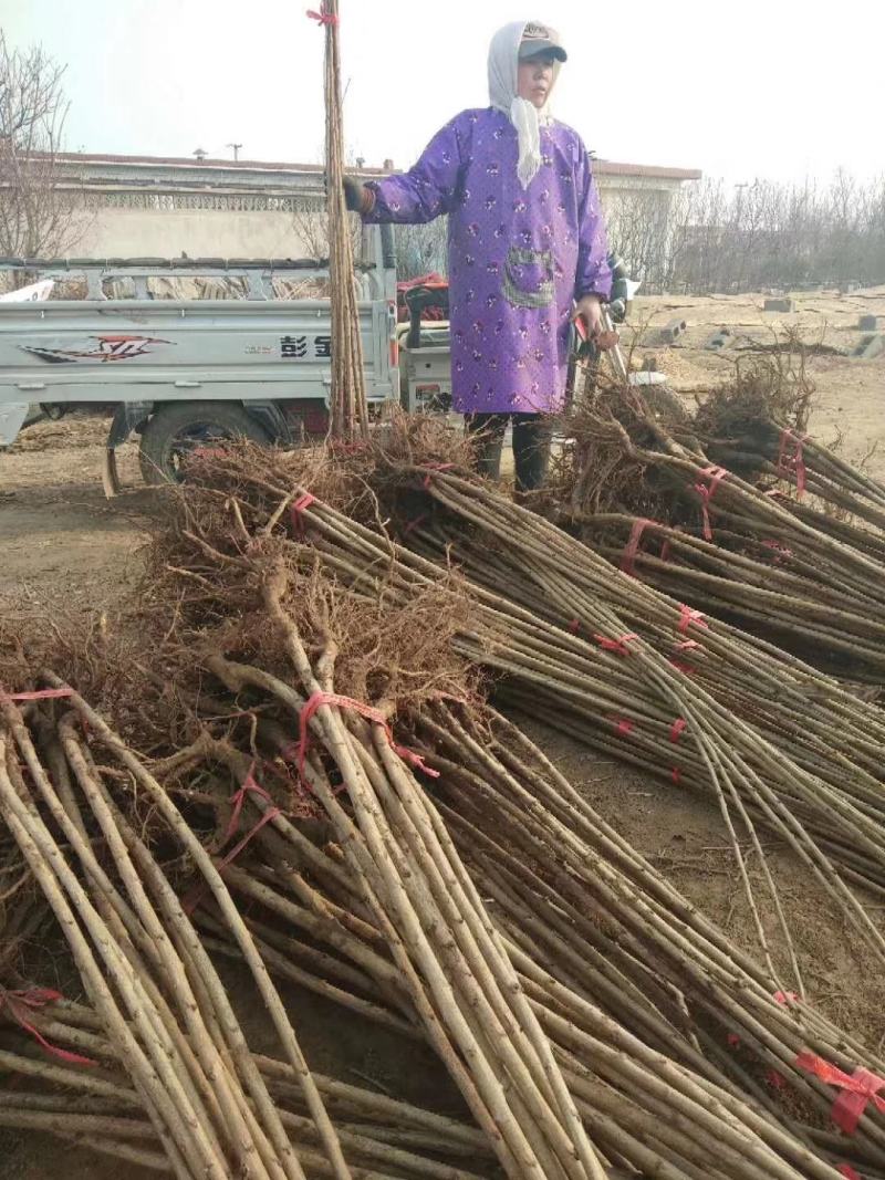 沙蜜豆樱桃苗，成活率高，技术指导，保品种，可签合同