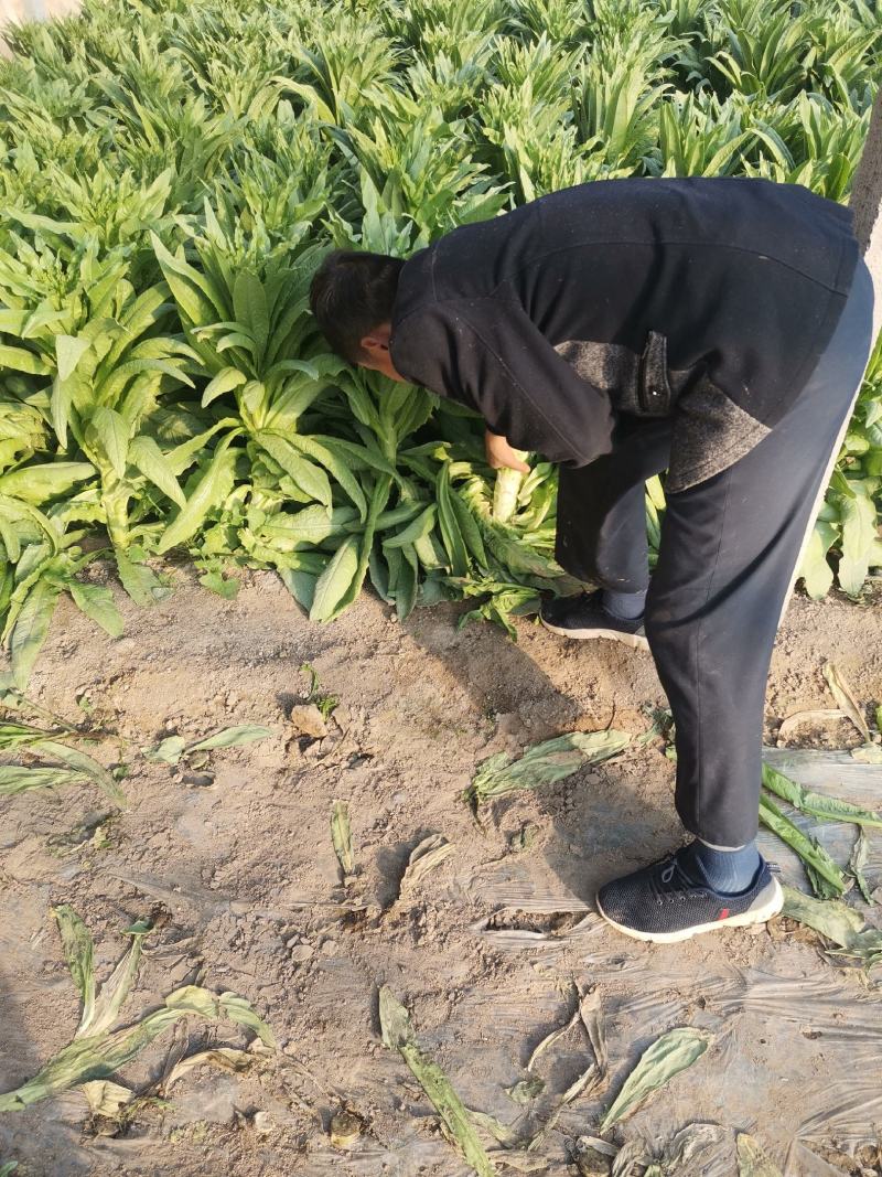 莴苣，优质三青皮莴苣大量上市，欢迎各位老板前来合作