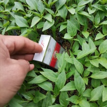 出售辣椒苗保证回收到底。
