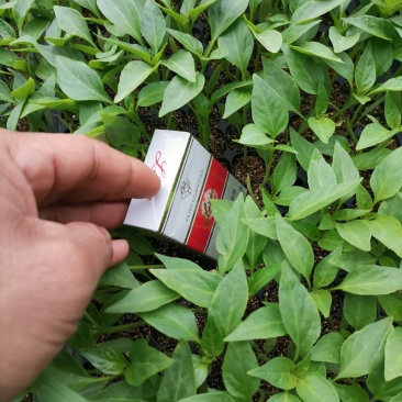 出售辣椒苗保证回收到底。