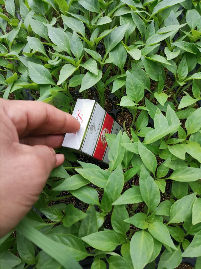 出售辣椒苗保证回收到底。