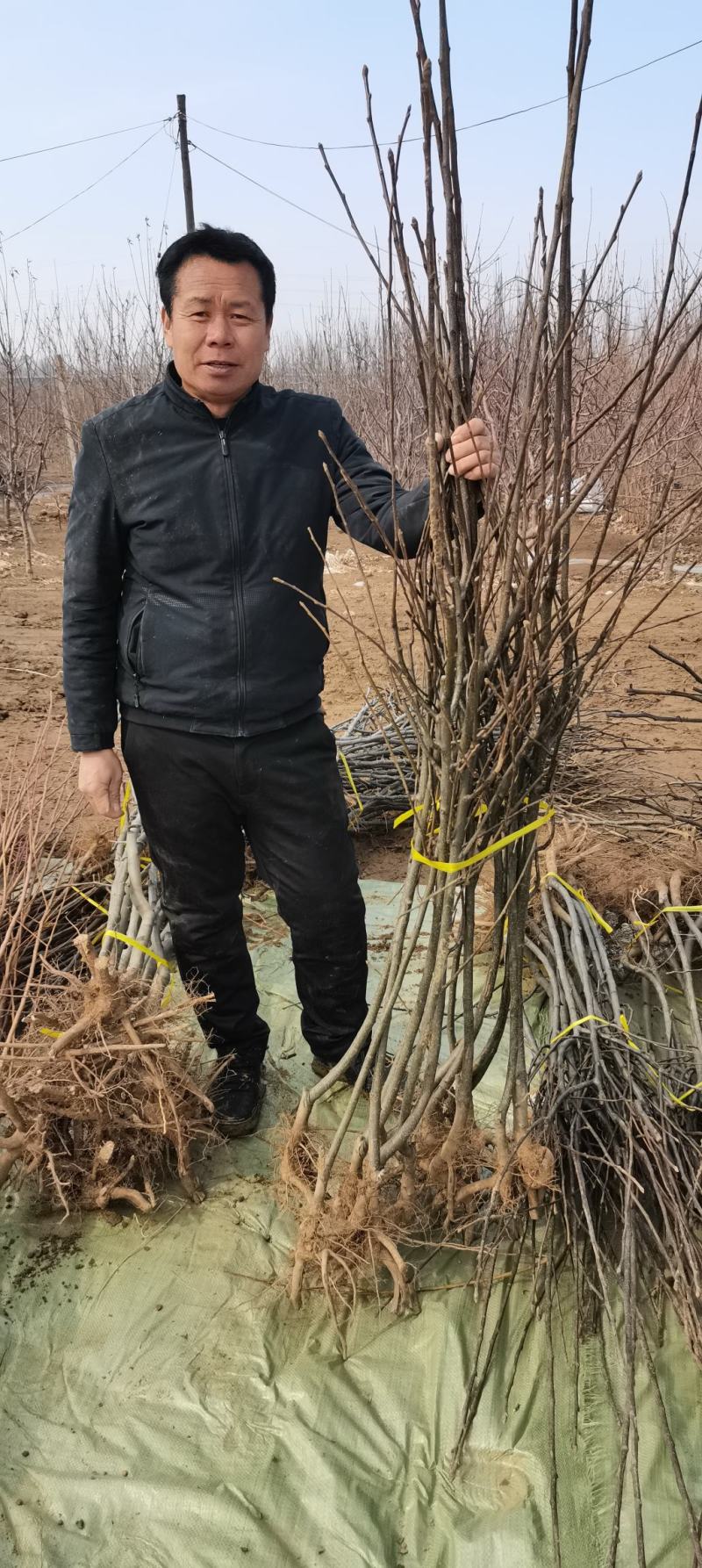 青森水蜜桃苹果苗，矮化苹果苗，当年栽植来年见果