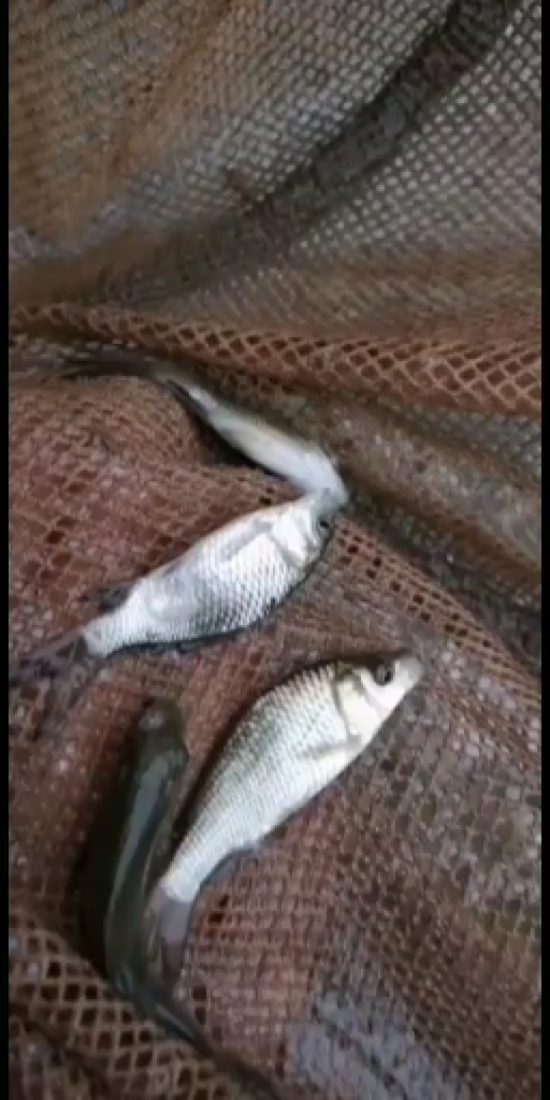 鲫鱼，各种规格量大从优欢迊来电咨询，可送货上门