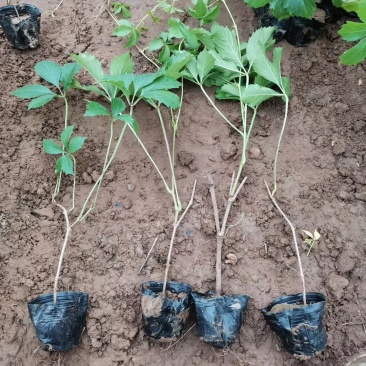 爬山虎基地直销常年销售各种绿化苗木
