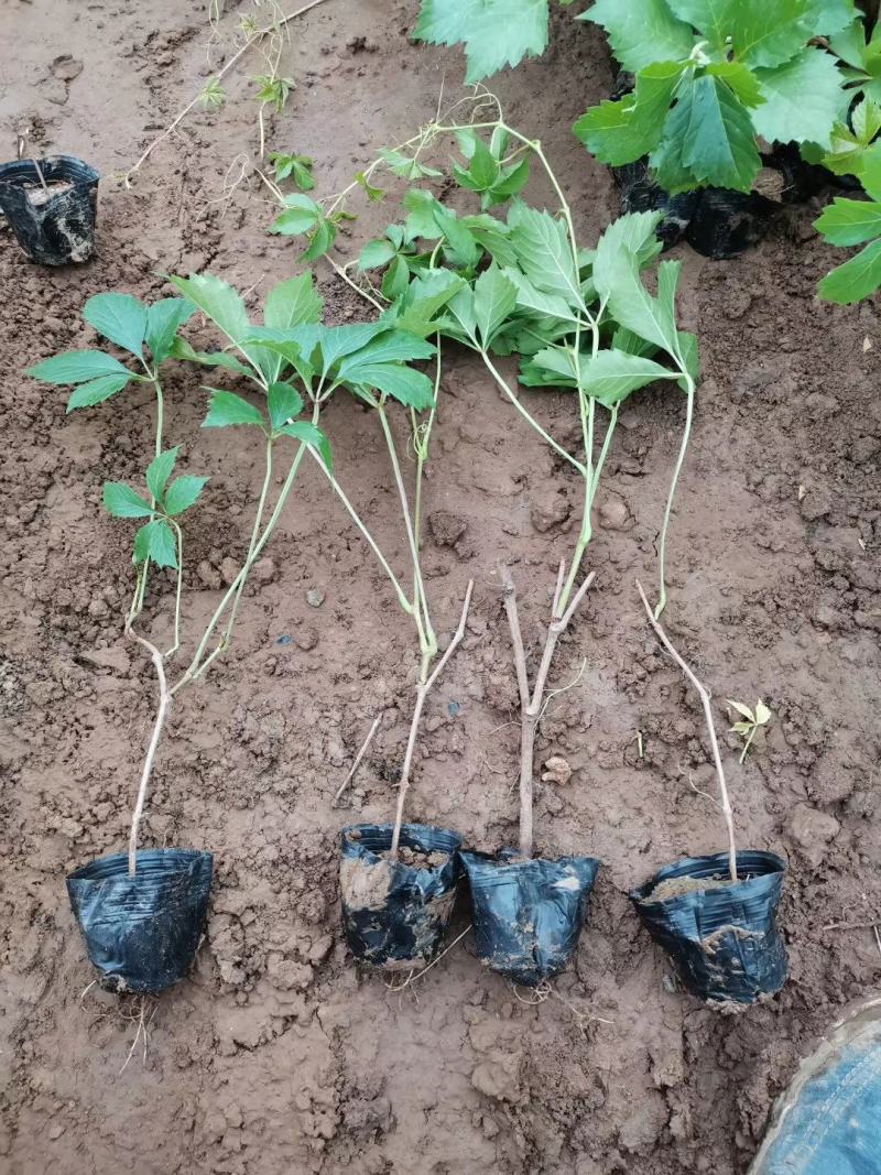 爬山虎基地直销常年销售各种绿化苗木