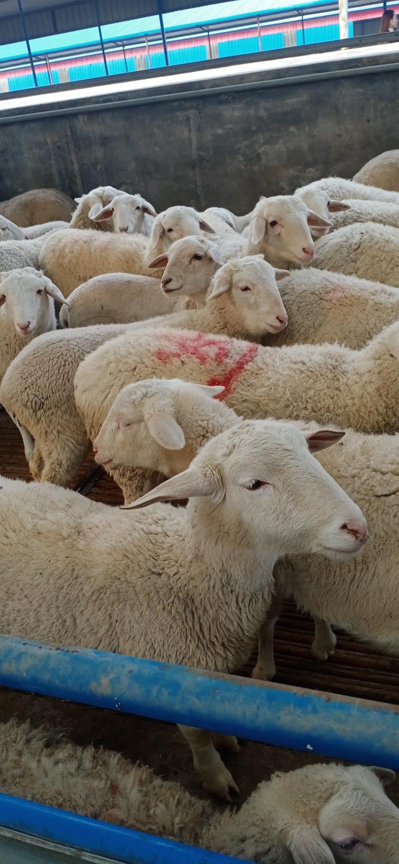 杜泊绵羊澳洲白羊小尾寒羊杜寒杂交羊现在价格多少