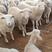 杜泊绵羊澳洲白羊小尾寒羊杜寒杂交羊现在价格多少