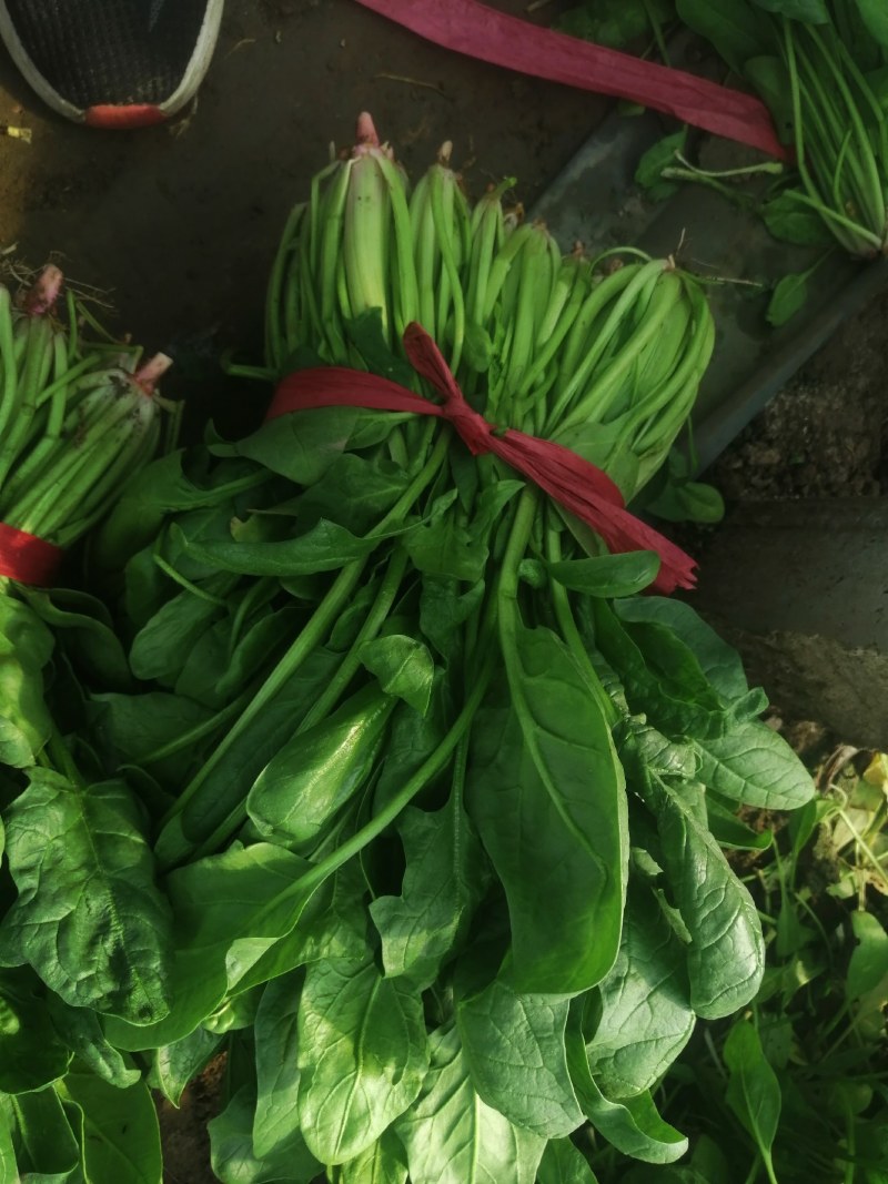 乐亭冷棚杆菠菜，直立性好，叶片油绿，干净净根，小捆菠菜