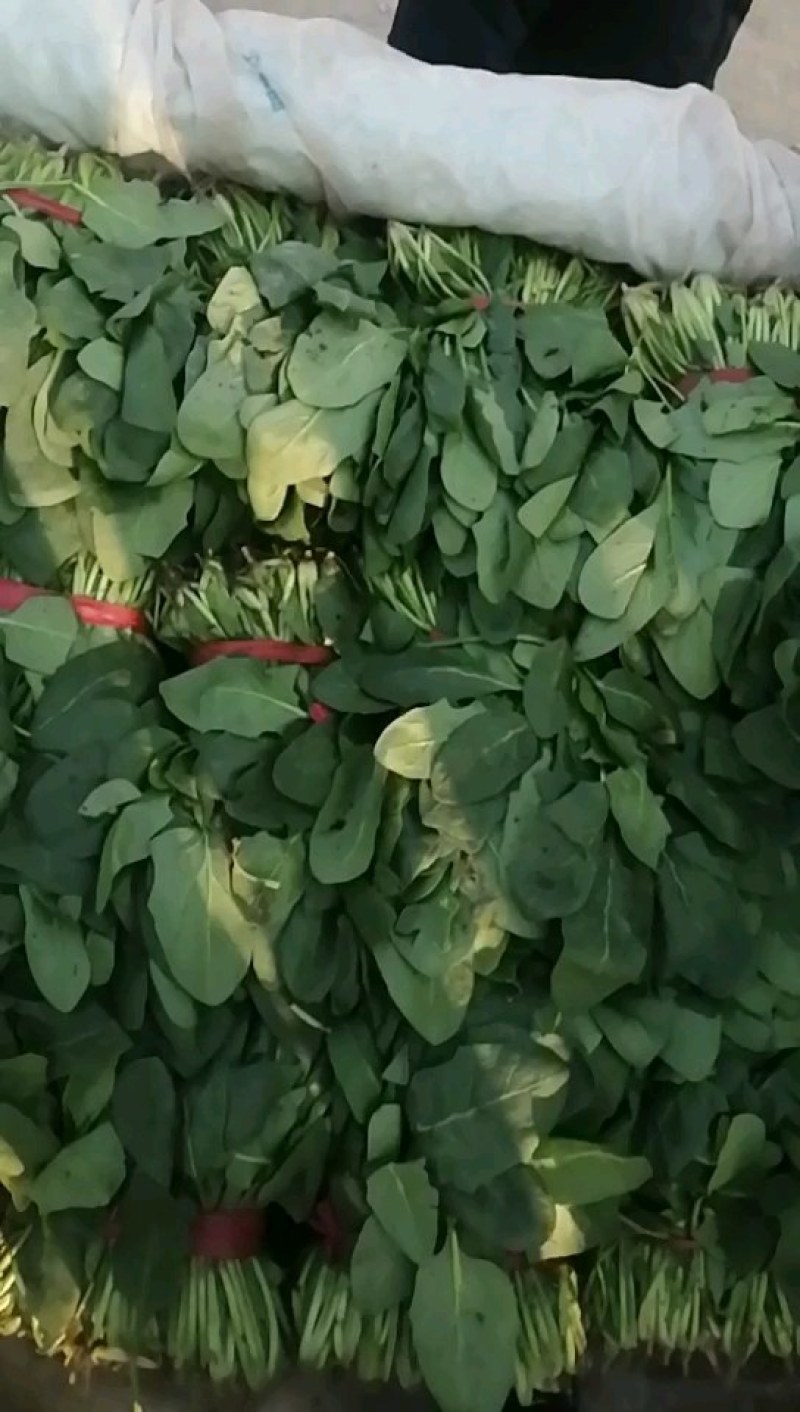 乐亭冷棚杆菠菜，直立性好，叶片油绿，干净净根，小捆菠菜