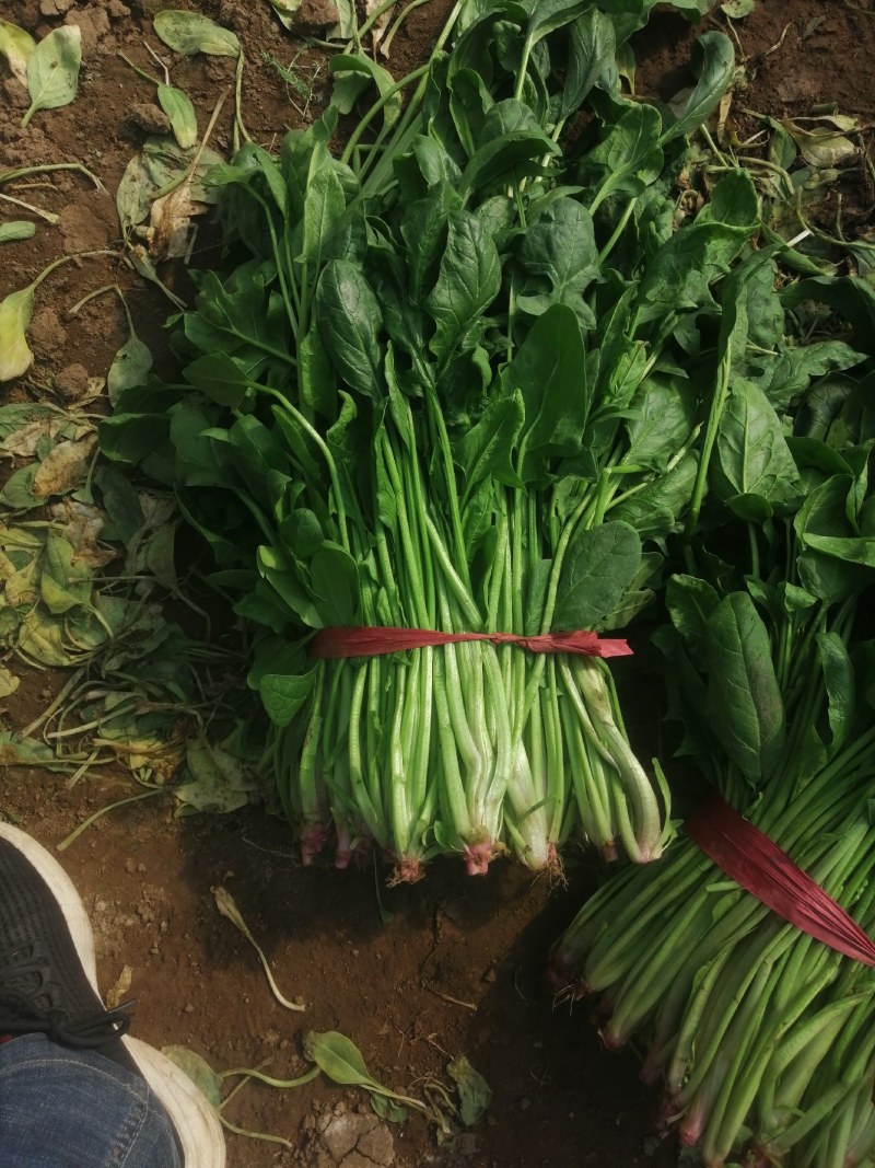 乐亭冷棚杆菠菜，直立性好，叶片油绿，干净净根，小捆菠菜