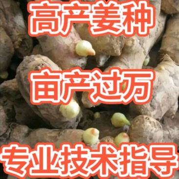 安徽【优质368高产姜种】亩产过万，产地批发，全国发货