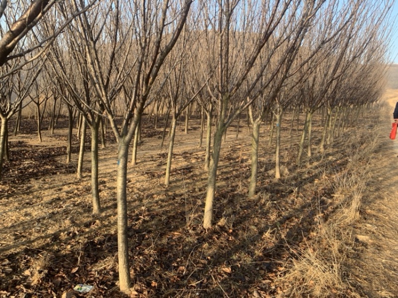 7公分晚樱8公分晚樱晚樱一级货二级货