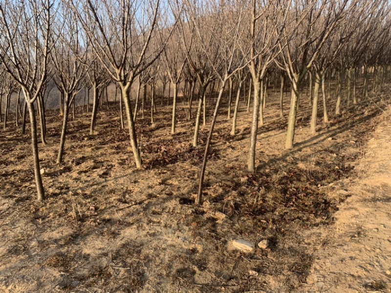7公分晚樱8公分晚樱晚樱一级货二级货