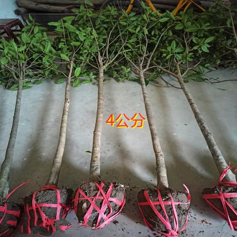 桂花树包邮价带土球发货农户自产直销零售批发