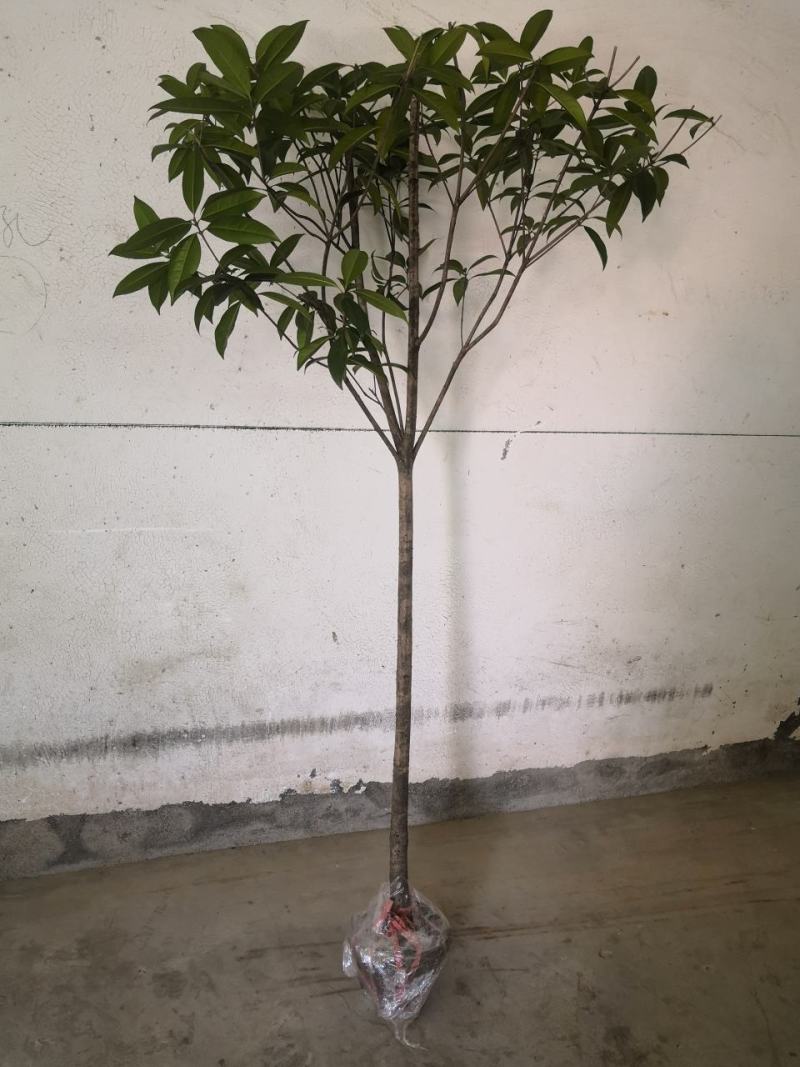 桂花树包邮价带土球发货农户自产直销零售批发