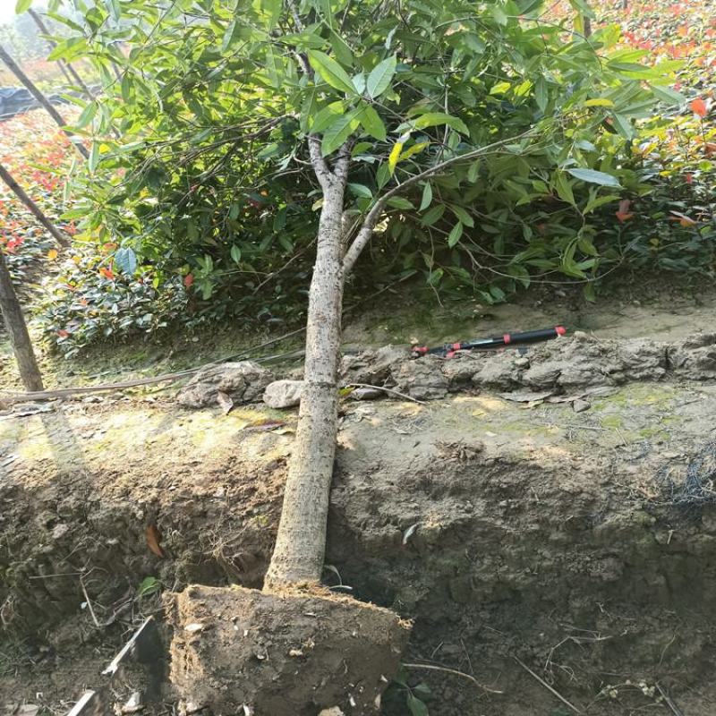 桂花树包邮价带土球发货农户自产直销零售批发