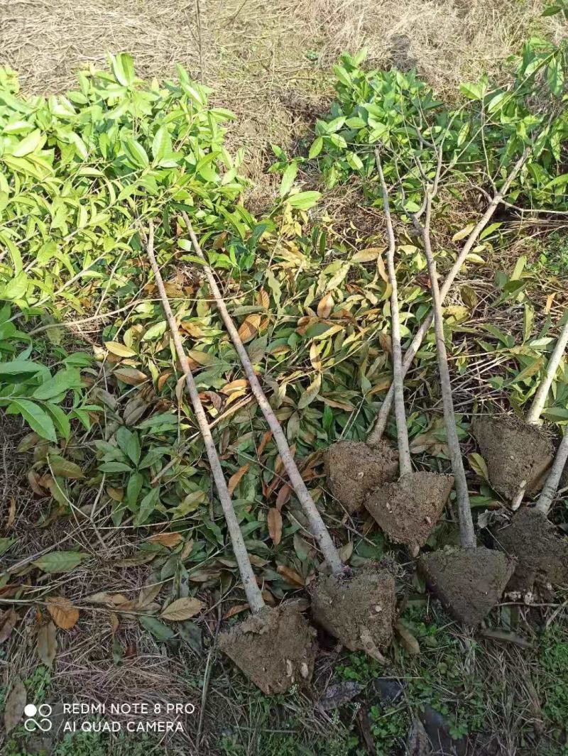 桂花树包邮价带土球发货农户自产直销零售批发