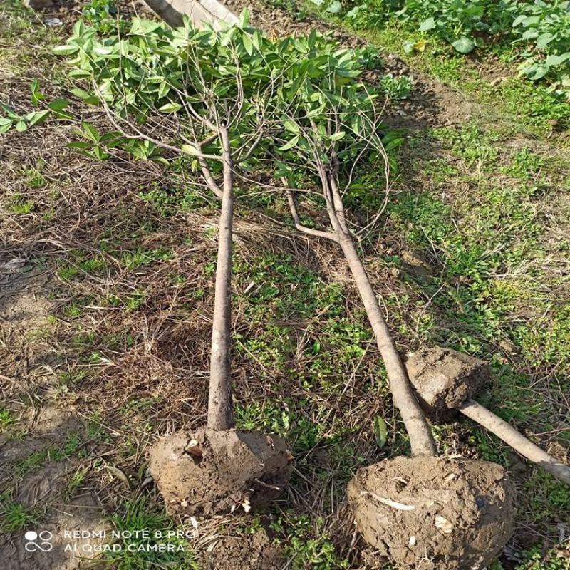 桂花树包邮价带土球发货农户自产直销零售批发