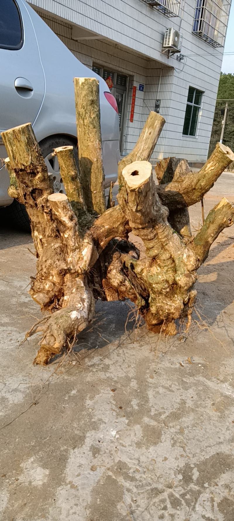大量供应黄荆大老桩子