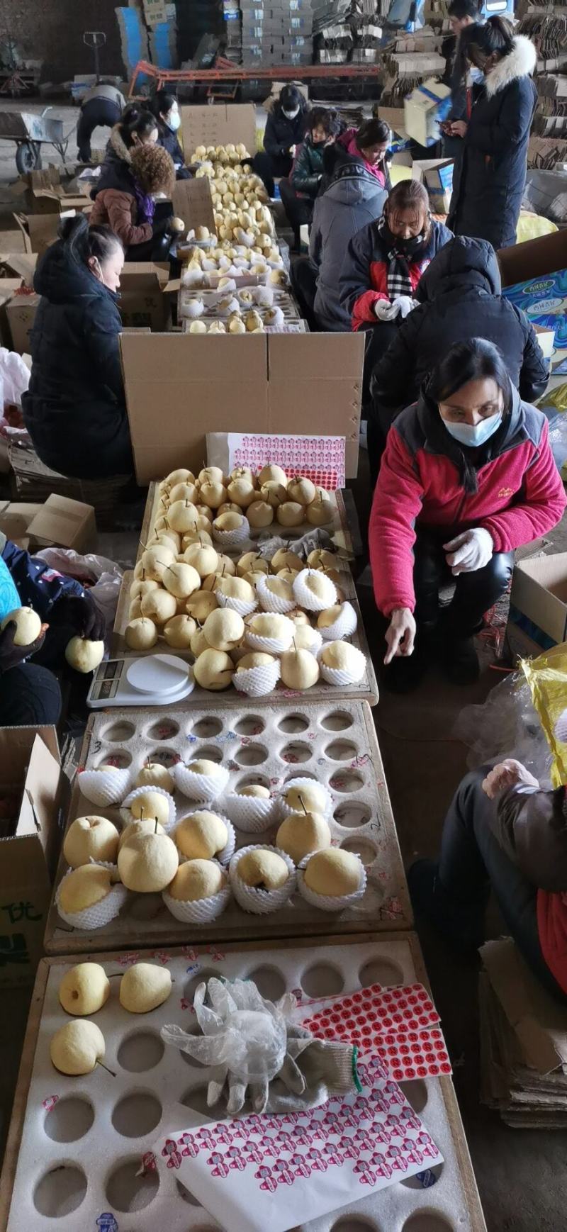 山西雪梨买5斤送3斤整箱包邮文水雪梨预售中