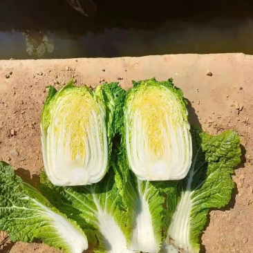云南高原黄心大白菜，无虫眼，2斤3斤左右，现砍现卖
