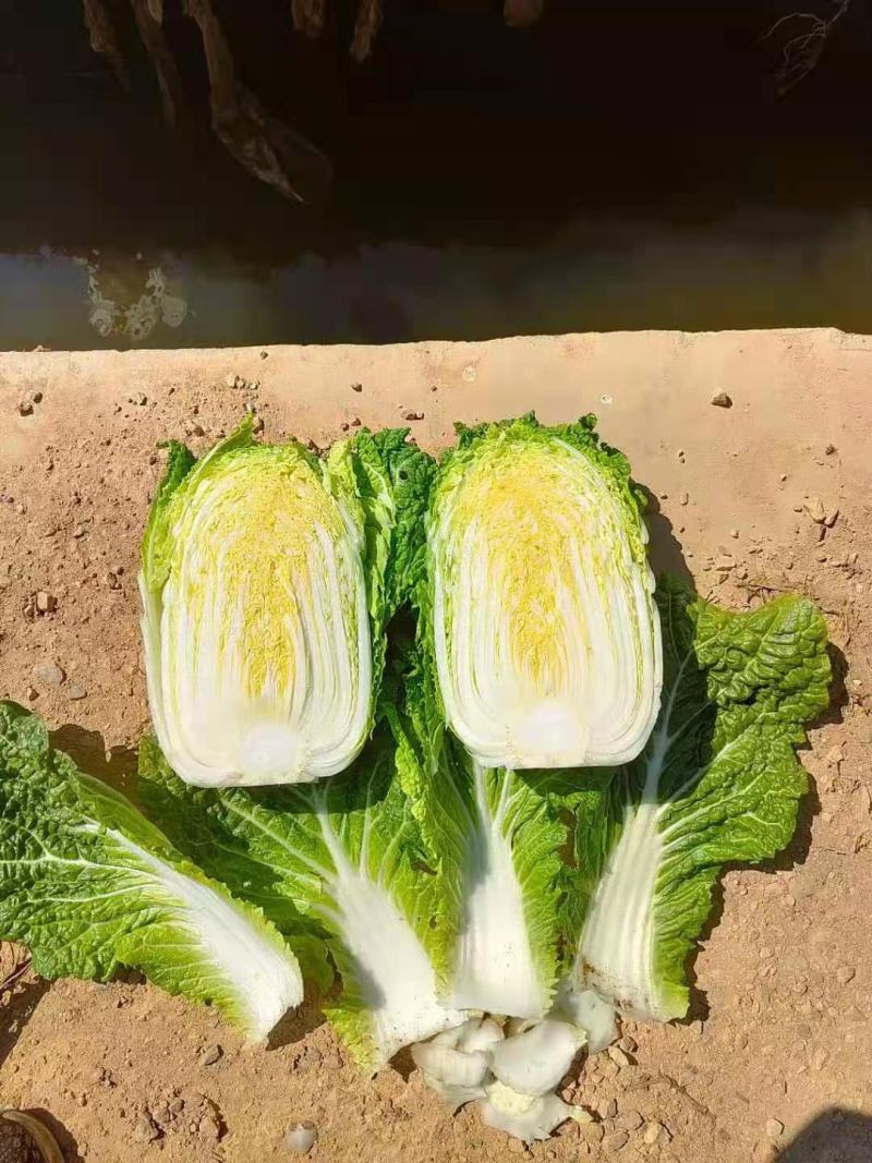 云南高原黄心大白菜，无虫眼，2斤3斤左右，现砍现卖